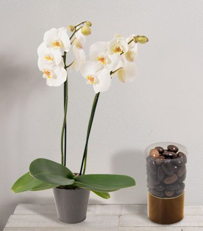 Interflora fête des Mères orchidée et amandines