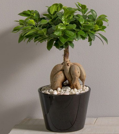 Interflora fête des Mères ficus Ginseng