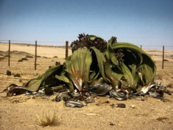 Welwitschia_mirabilis(2)