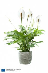 Spathiphyllum_05