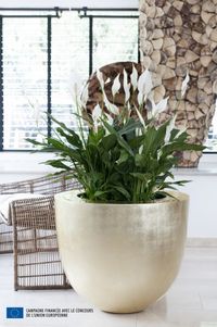 Spathiphyllum_03