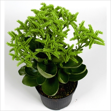 Kalanchoe croco_01