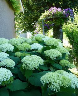 Hortensia de Virginie 'Annabelle' Hydrangea arborescens - Le pouvoir des  fleurs