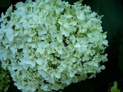 Hortensia_04