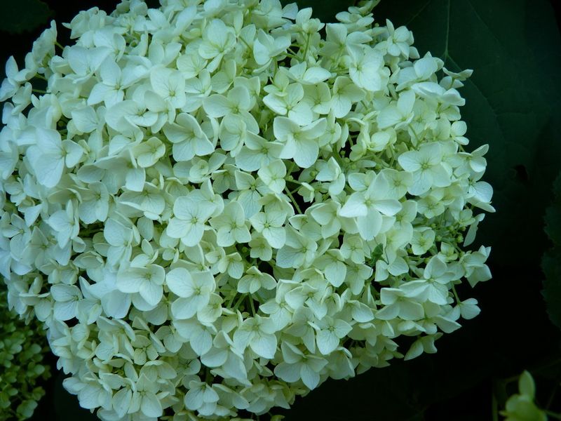 Hortensia_04