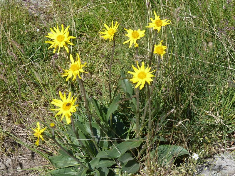 Arnica