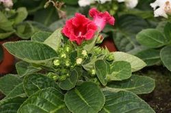 Gloxinia 01