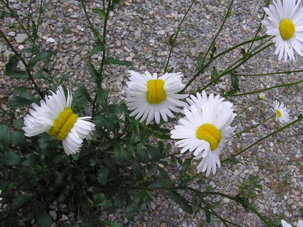 Marguerite de Fukushima_02