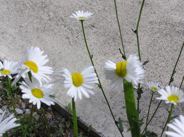 Marguerite de Fukushima_03