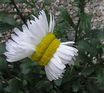 Marguerite de Fukushima_00