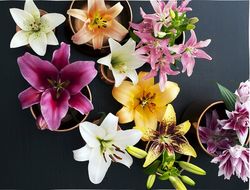 Lilium 01