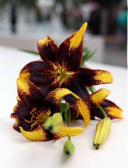 Lilium 04