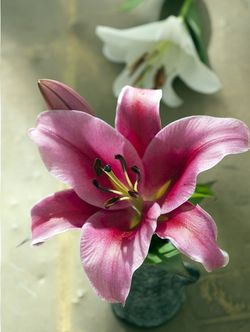 Lilium 05