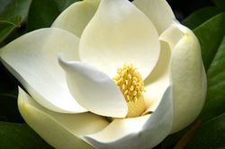 Magnolia_01