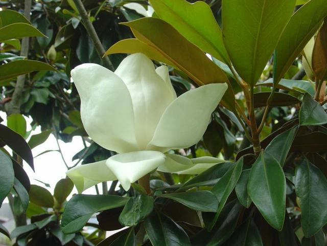 Magnolia arbre 02