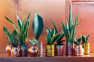 Sansevieria_01