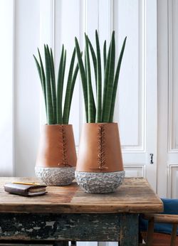 Sansevieria_03