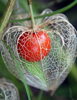 Physalis_02