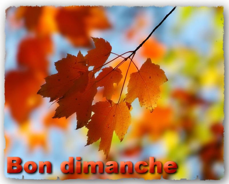 Automne-feuilles