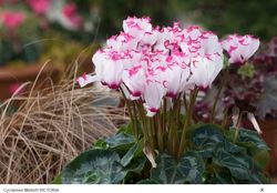 Cyclamens MOREL 03