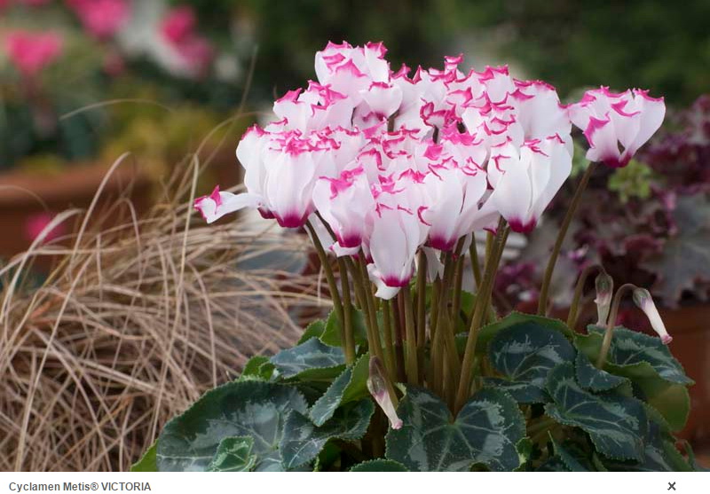 Cyclamens MOREL 03