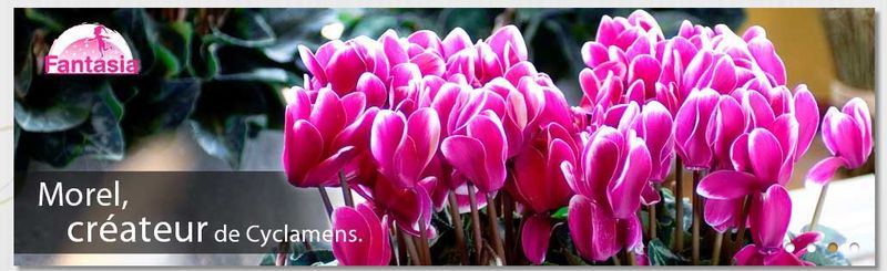 Cyclamens MOREL 00