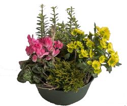 Coupe de plantes Interflora