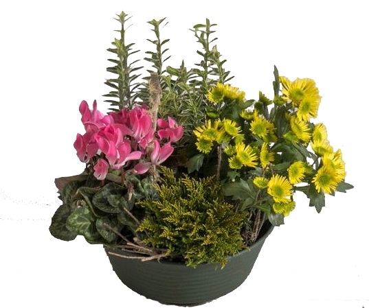 Coupe de plantes Interflora