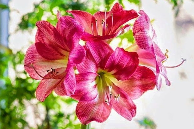 Amaryllis 4