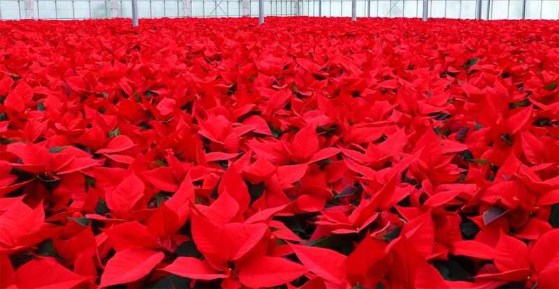 Poinsettias 7