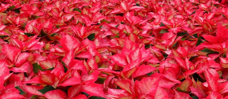 Poinsettias 2