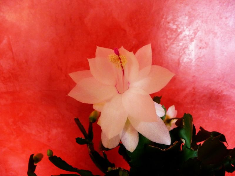 Schlumbergera 2