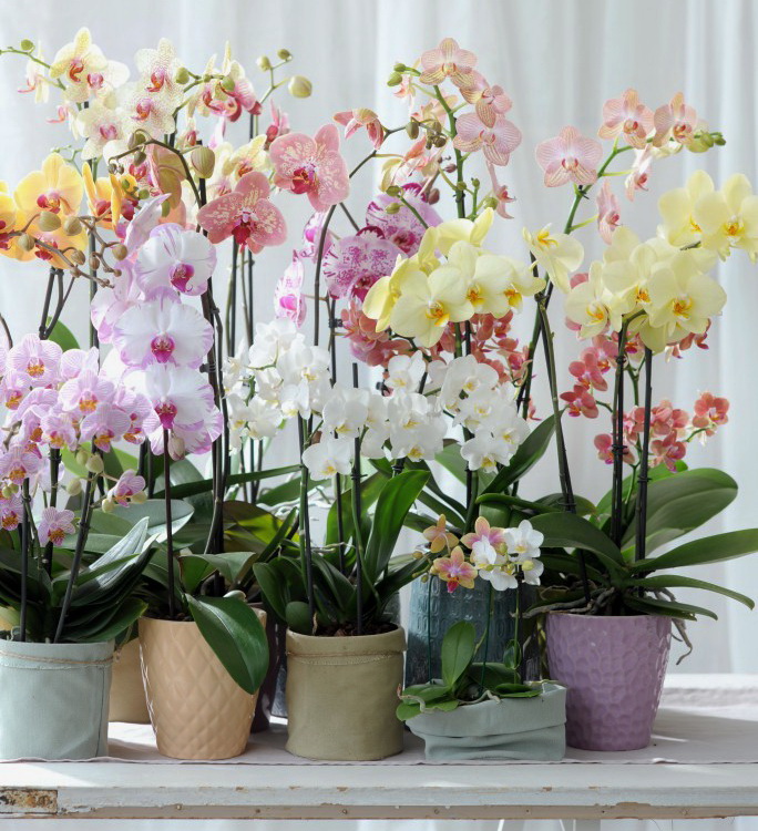 Phalaenopsis choix plantes