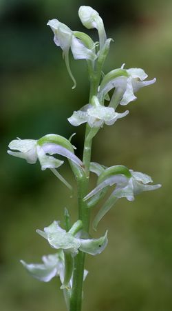 Platanthera obtusata_02