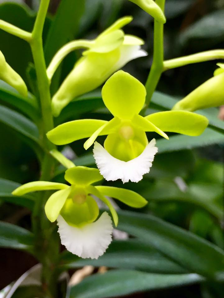 Orchidarium Christensonia vietnamica