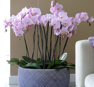 Phalaenopsis rose