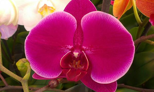 Phalaenopsis 2016-Eduard ter Laak_03