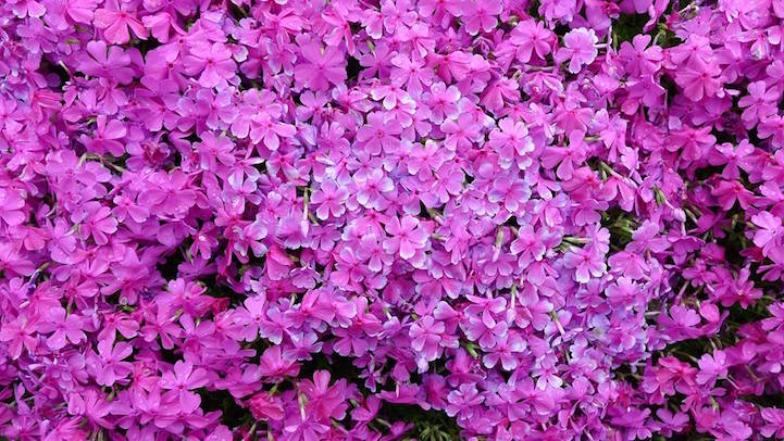 Phlox 04