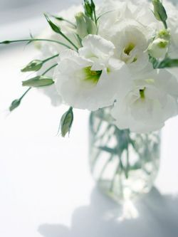 Lisianthus 04.jpg