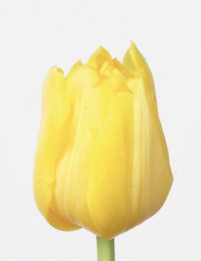 SICA tulipe Monte Carlo