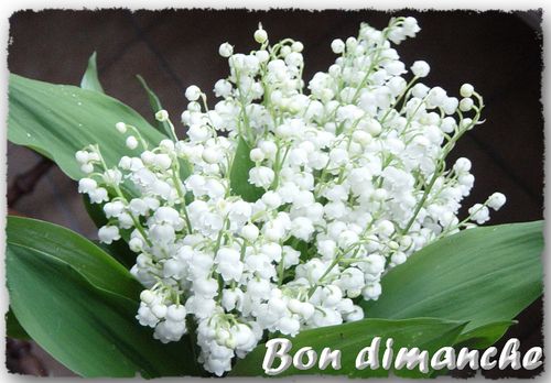 Muguet porte-bonheur - Le pouvoir des fleurs