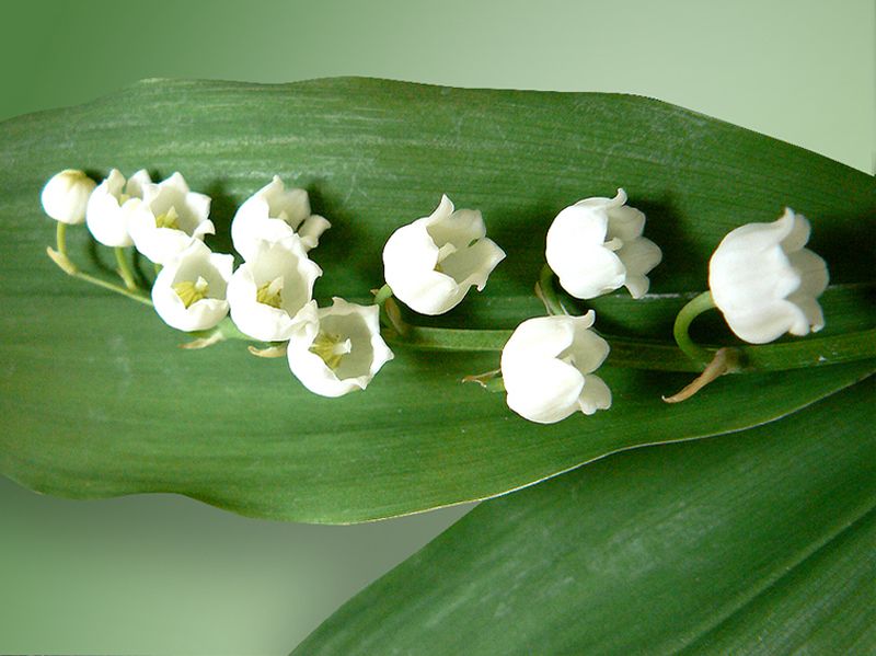 Muguet brin