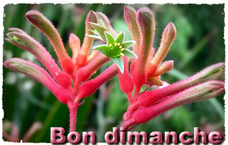 Anigozanthos dimanche