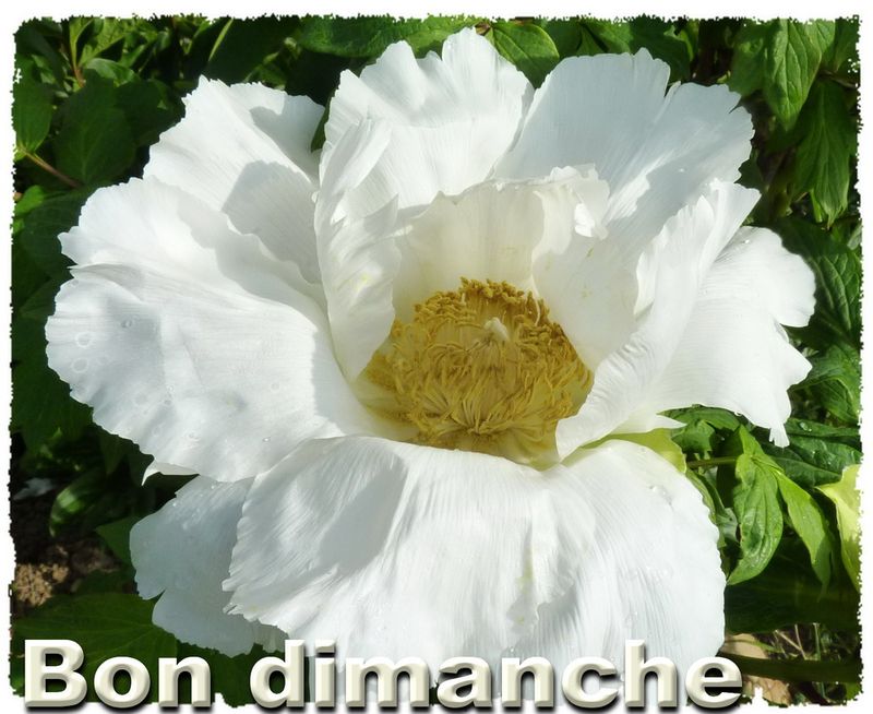 Pivoine dimanche