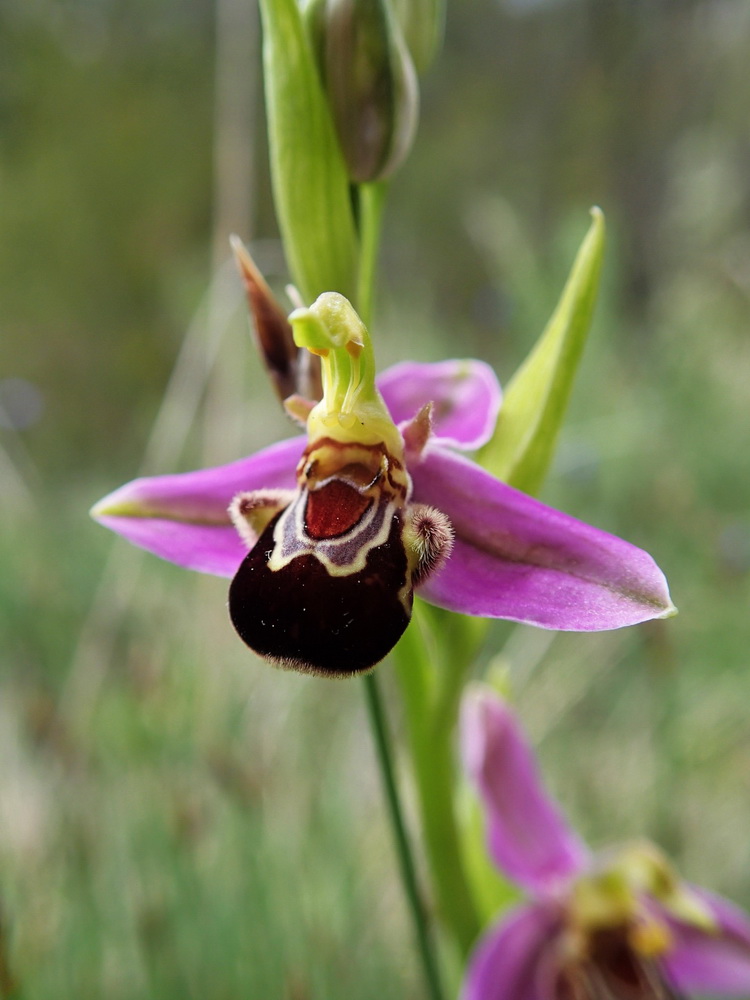 Orchis-abeille