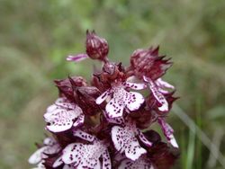 Orchis-pourpre détail