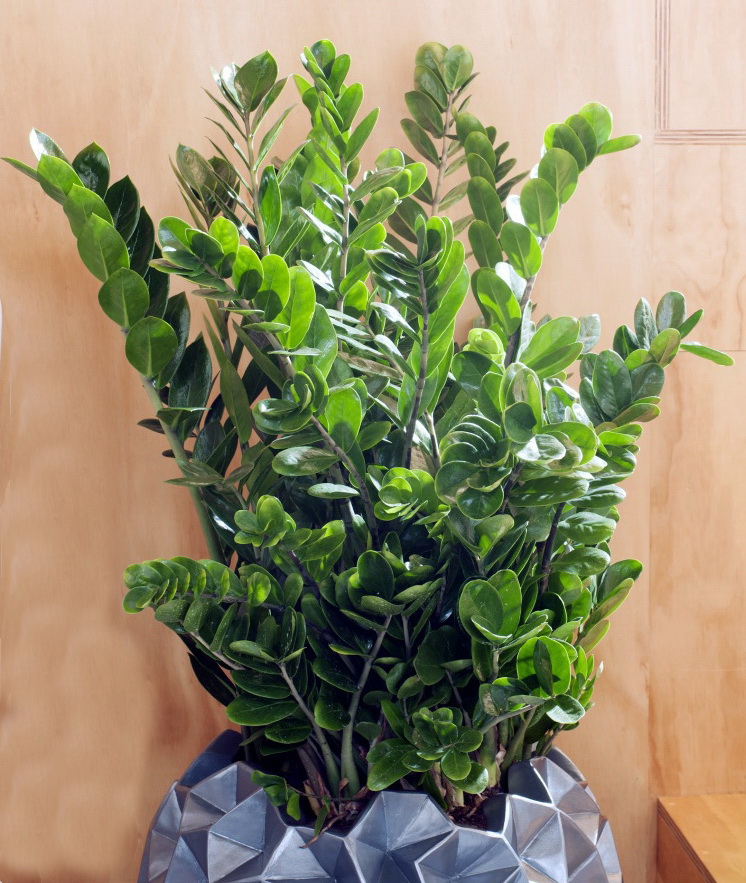 Zamioculcas-4