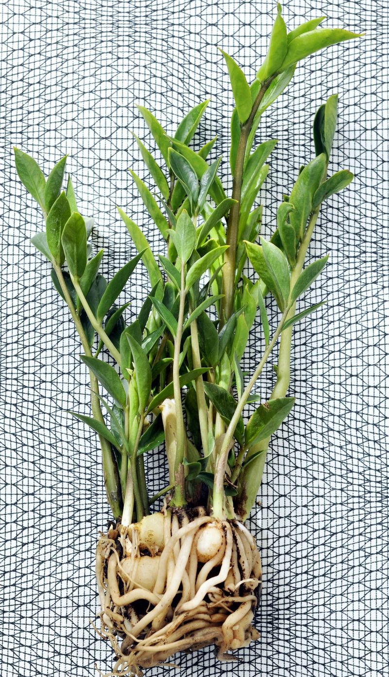 Zamioculcas-3