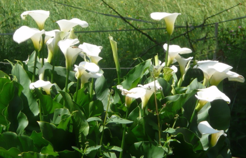 Arum blanc touffe