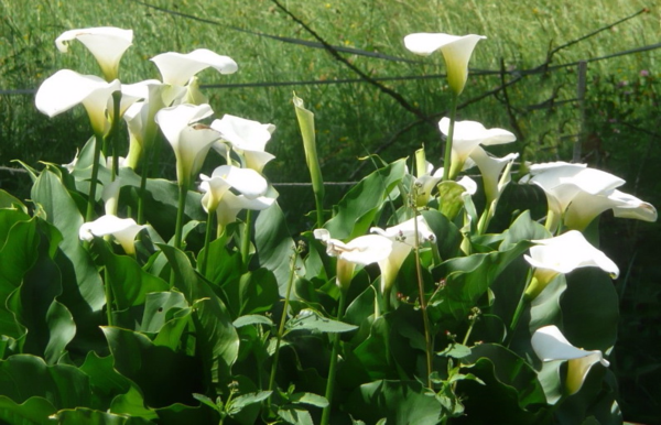 L'Arum d'Éthiopie, un beau Calla blanc. - Le pouvoir des fleurs